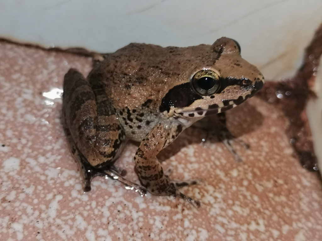 Netravali Leaping Frog