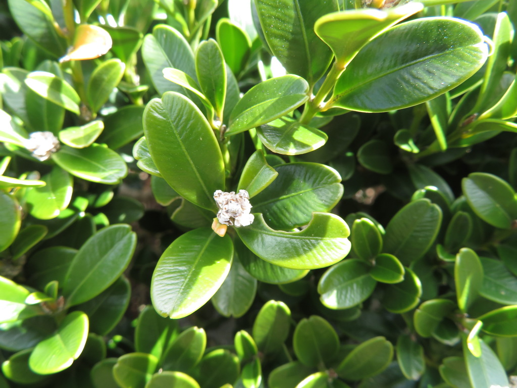 Small-leaved Box