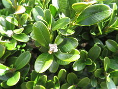 Buxus microphylla