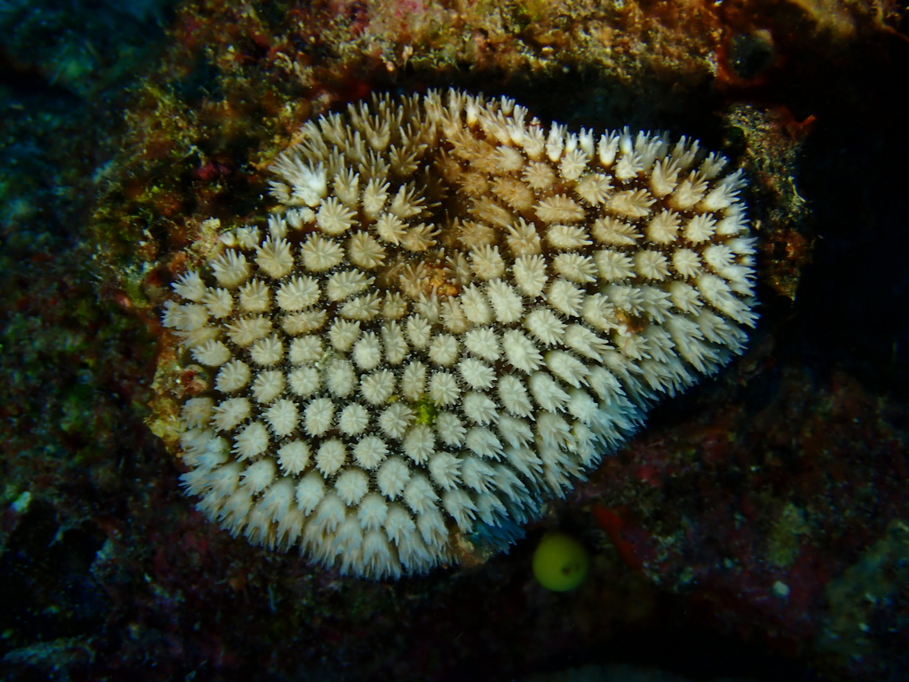Crystal coral