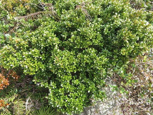 Buxus microphylla