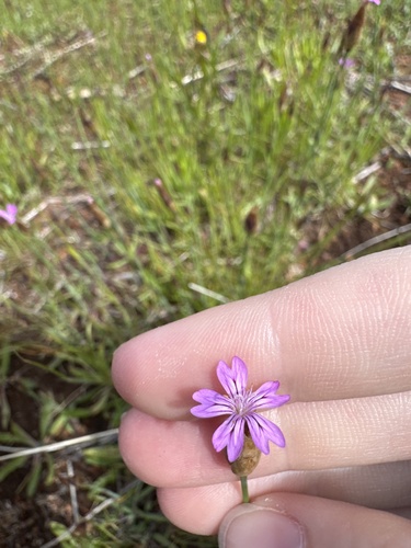 Petrorhagia dubia, 2026-03-31