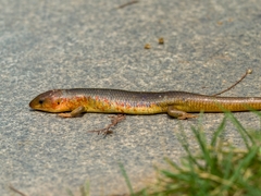 Plestiodon chinensis