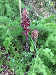 Orobanche variegata