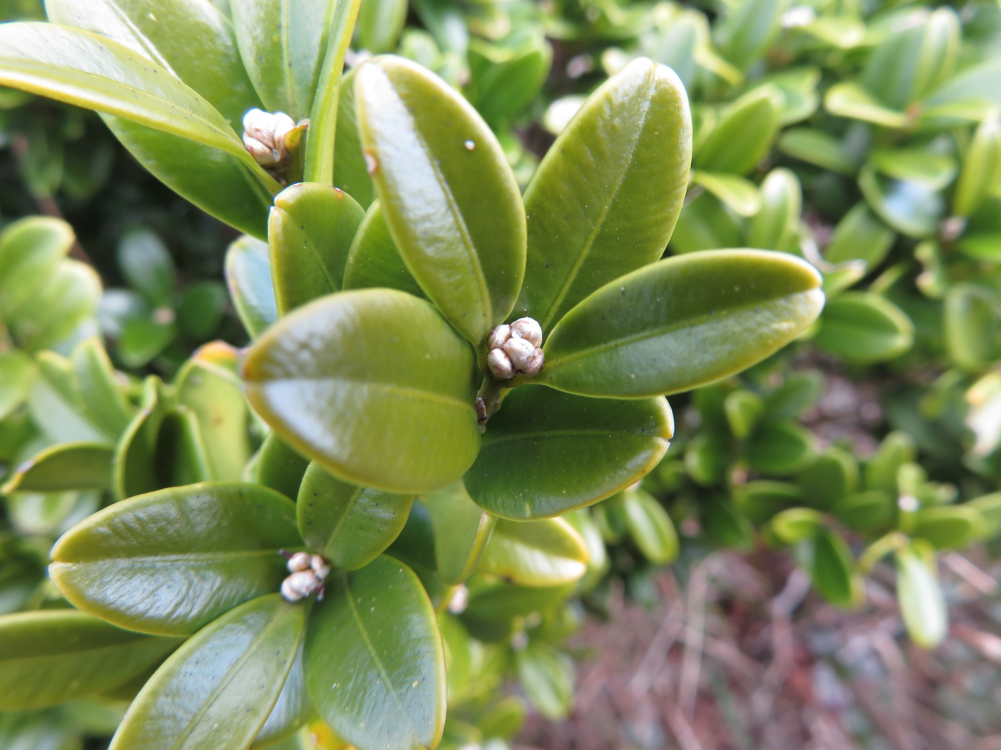 Littleleaf Boxwood (Buxus microphylla)