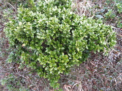Buxus microphylla