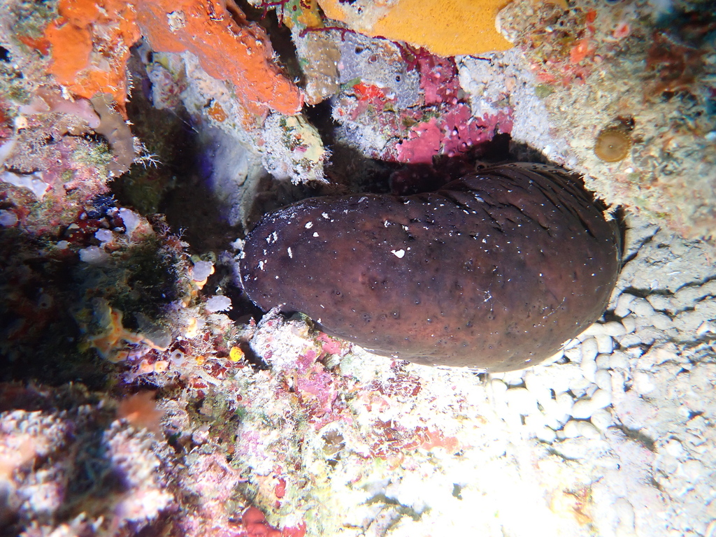 stone fish