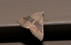 Dichromodes molybdaria