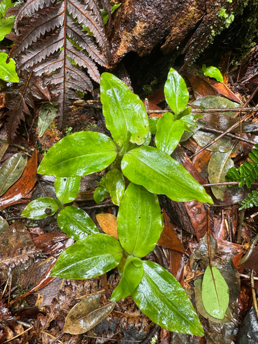Anoectochilus sandvicensis observed 2026-03-25