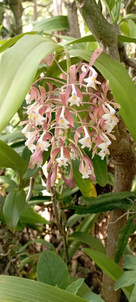 Epidendrum camposii Hágsater 3