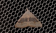 Dichromodes molybdaria