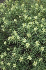 Euphorbia regis-jubae