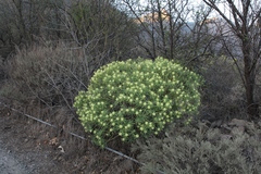 Euphorbia regis-jubae