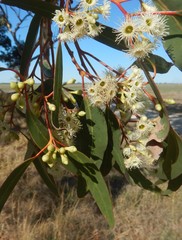 Eucalyptus fasciculosa