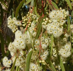 Eucalyptus fasciculosa