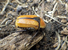 Diaphonia xanthopyga