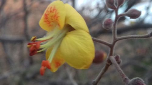 Erythrostemon palmeri