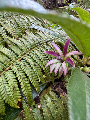 Clermontia montis-loa observed 2026-03-24