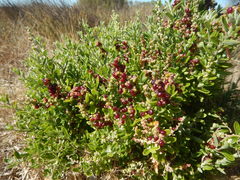 Chenopodium candolleanum