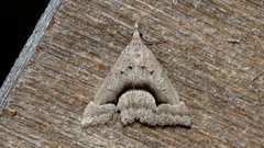 Dichromodes euscia