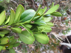 Buxus microphylla