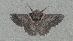 Hypobapta percomptaria