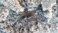 Tetralycosa