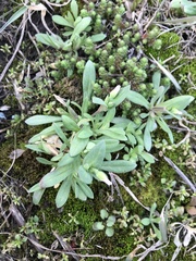 Holosteum umbellatum