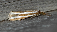 Hednota bivittella
