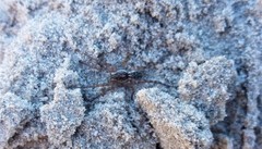 Tetralycosa