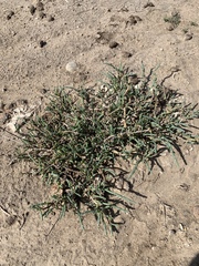 Arthroceras subterminale