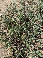 Arthroceras subterminale