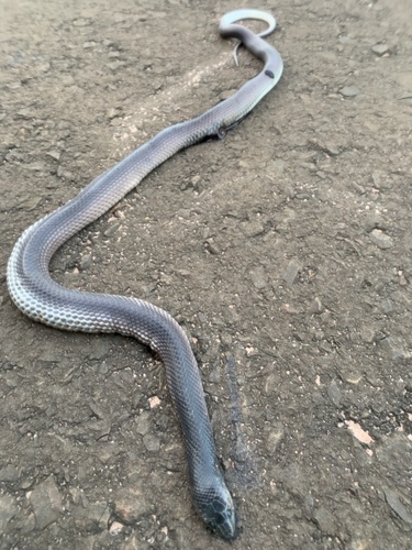 Black False Boa