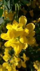 Coronilla