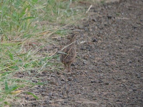 iNaturalist image