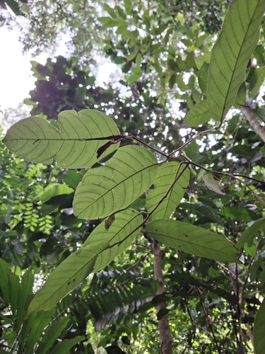 Anthoshorea roxburghii observed 2026-04-01