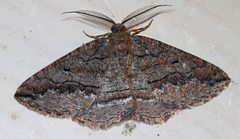 Pterospoda nigrescens