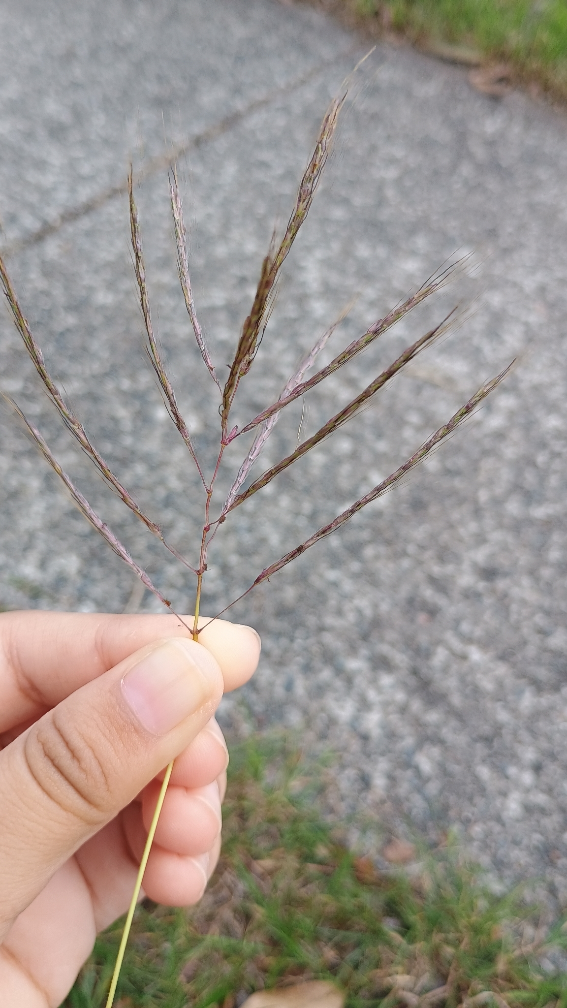 Burnett River-Bluegrass (Bothriochloa bladhii)
