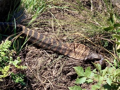 Hemachatus haemachatus