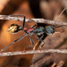 Myrmecia athertonensis - Photo (c) Mark Ayers, some rights reserved (CC BY-NC), uploaded by Mark Ayers