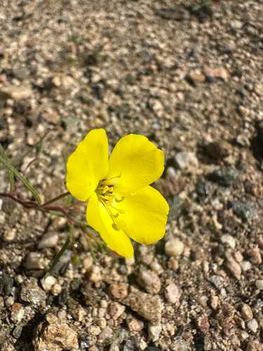 Mojave Suncup (Camissonia campestris)