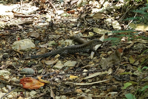 Common Puerto Rican Ameiva, FC23+X59 Bosque Estatal de Cambalache, 00652, Puerto Rico, photo 10 of 10