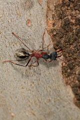 Myrmecia auriventris