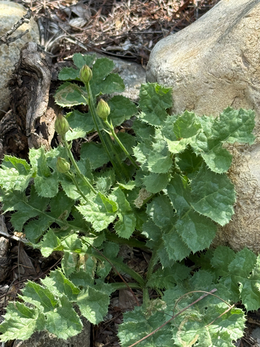 Featherleaf Desertpeony (Acourtia runcinata)