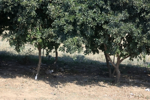 Indian beech tree