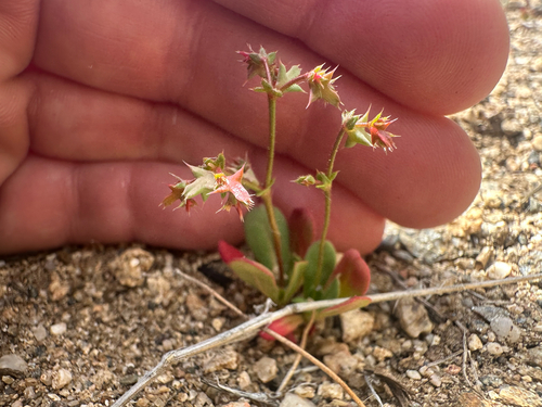 red triangles (Centrostegia thurberi)