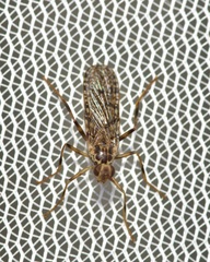 Boreothrinax maculipennis