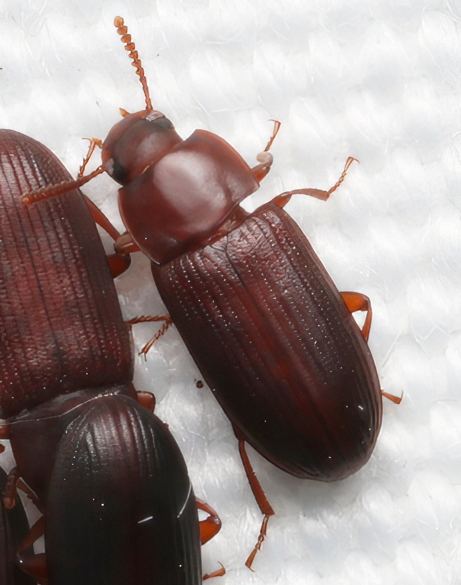 Cynaeus angustus