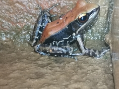 Hydrophylax bahuvistara