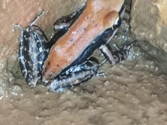 Hydrophylax bahuvistara